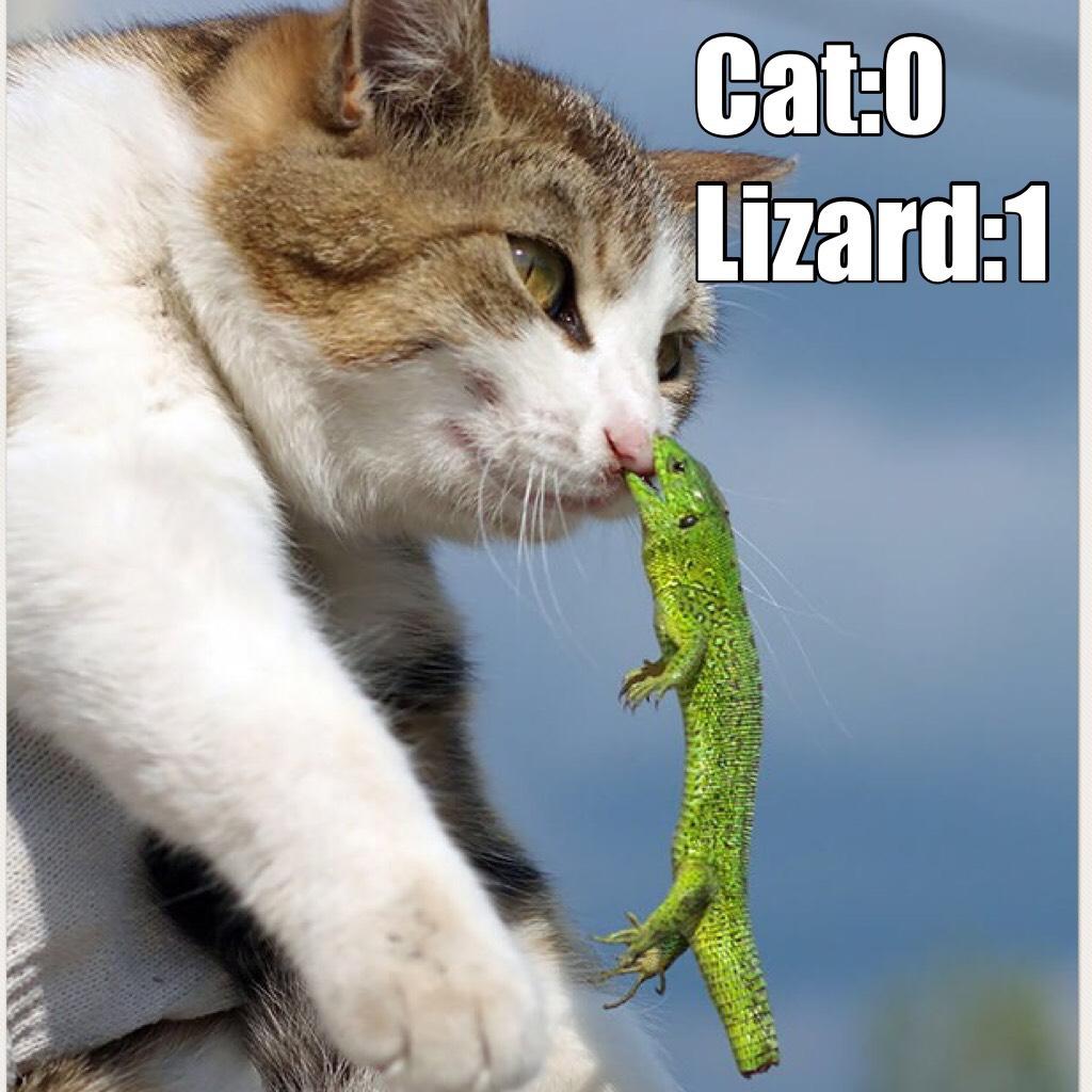 Cat:0
Lizard:1