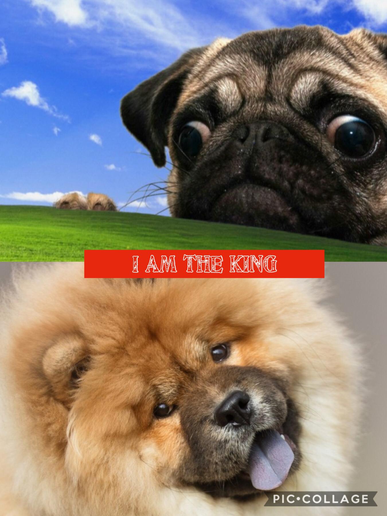King of the dogs
🐶 LOL
^_^