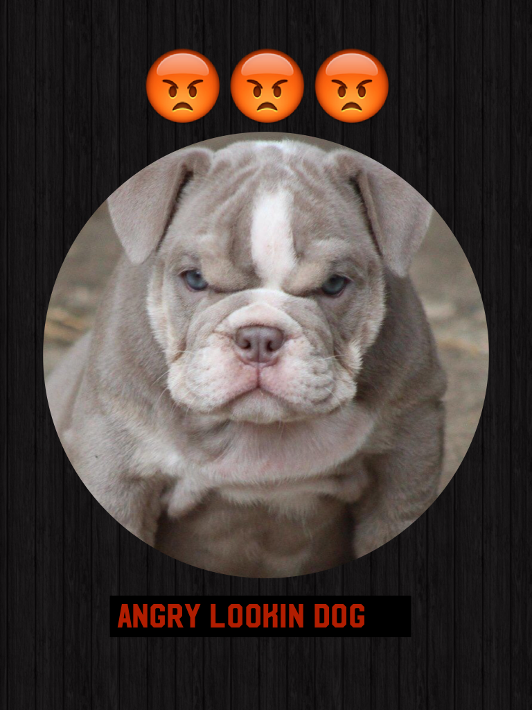 Angry lookin doggy