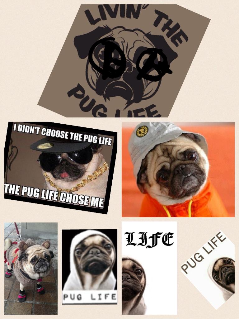 Liv'in the pug life