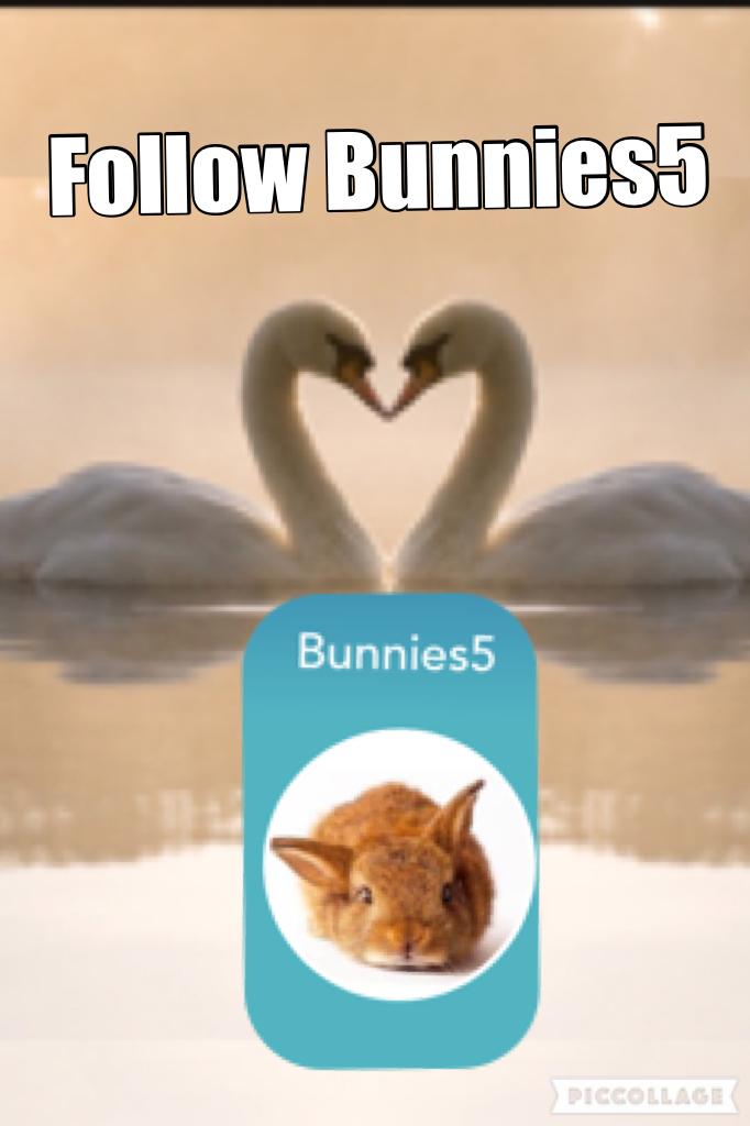 Follow Bunnies5