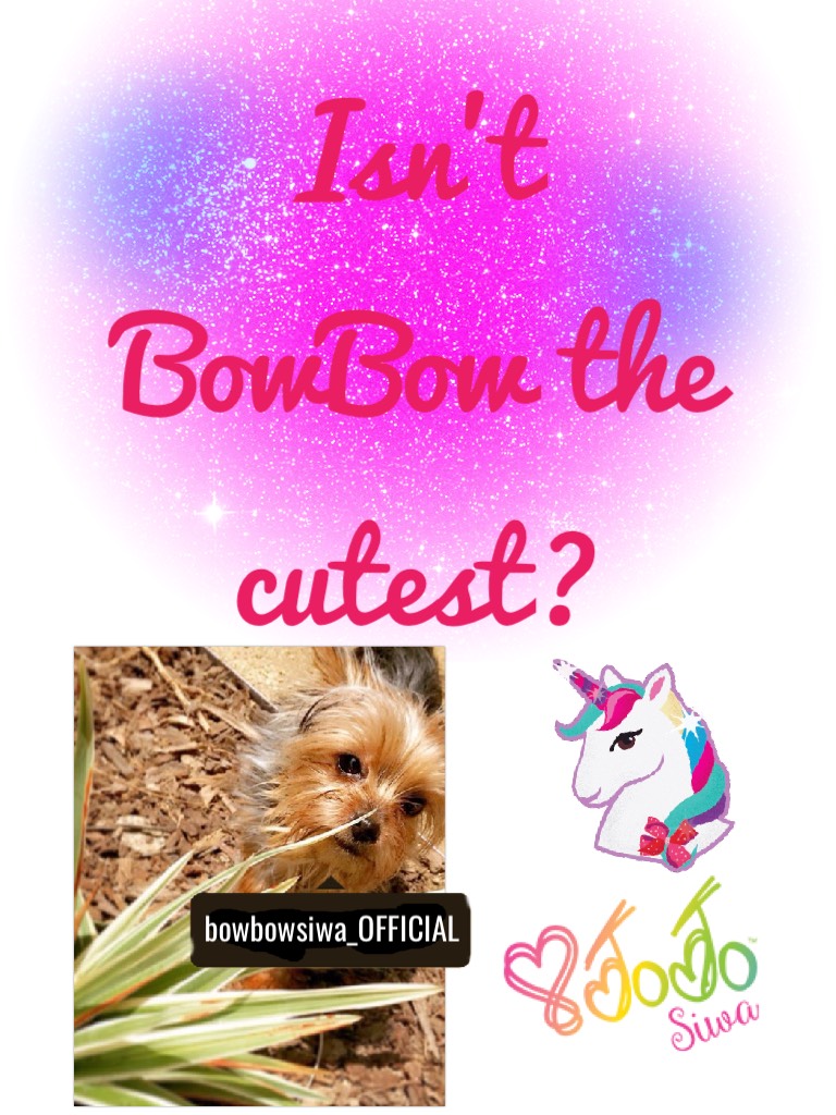 Isn't BowBow the cutest?