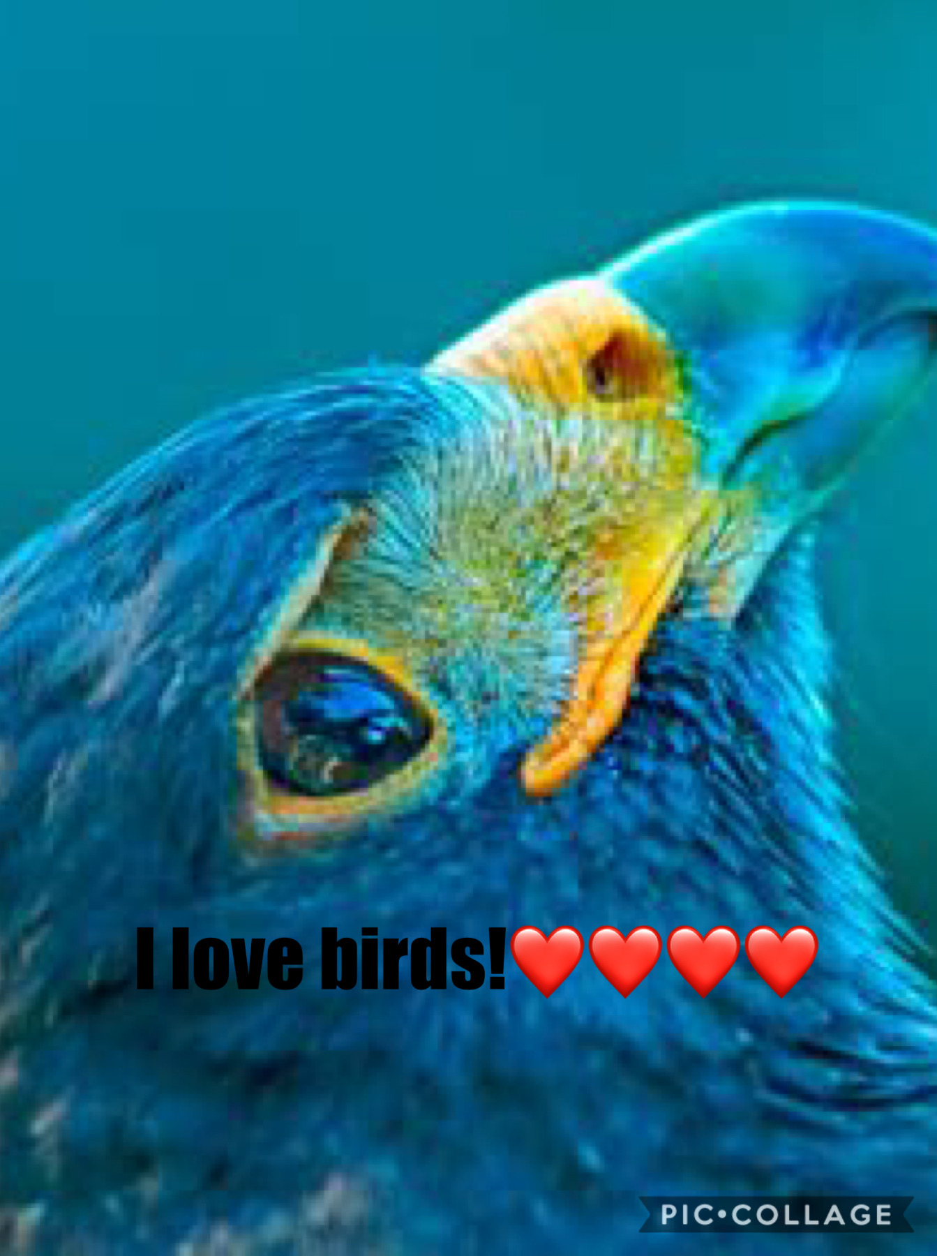 I LOVE birds!! What about you? Follow for a follow?