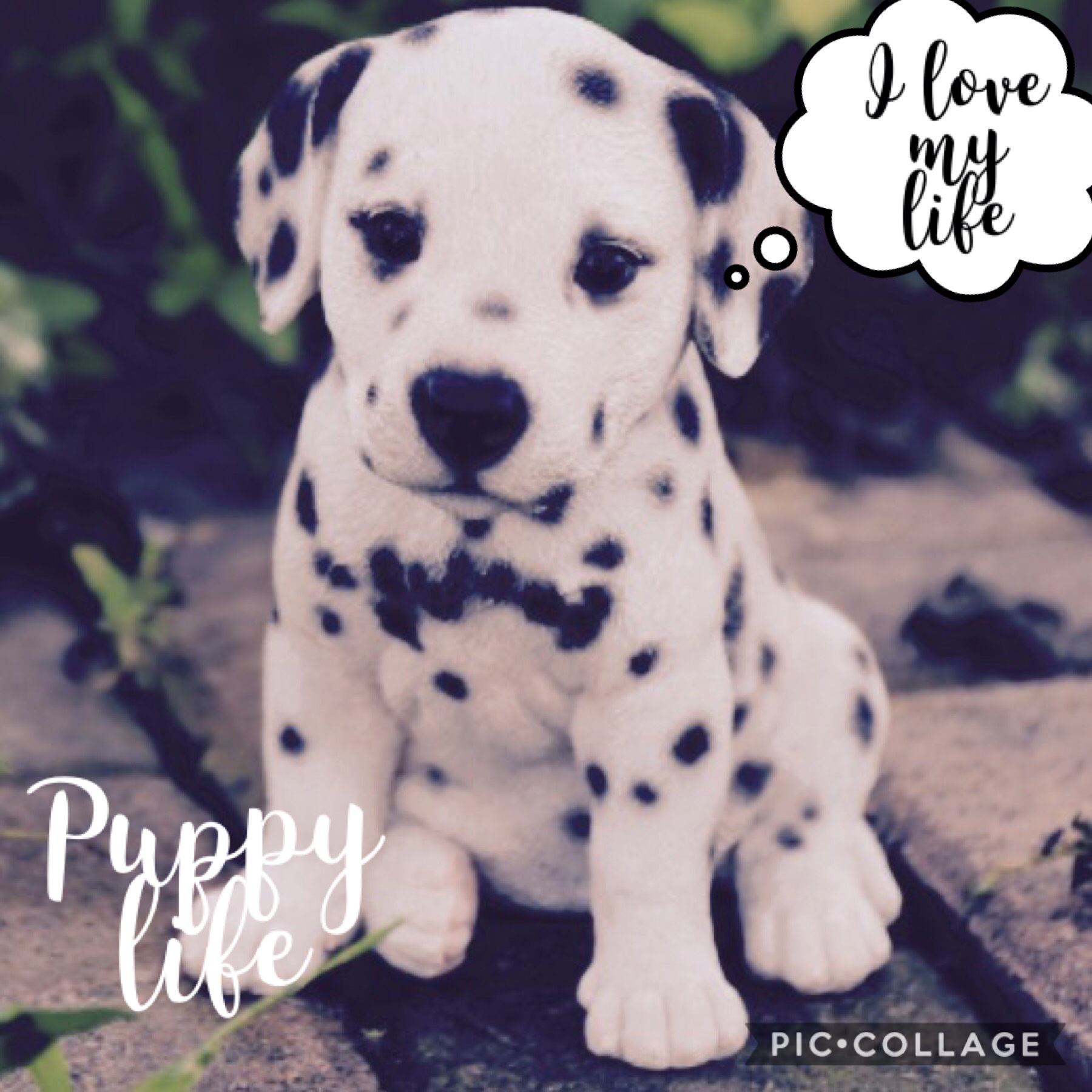 Puppy life hope you like it tap 




Follow me please!!!
