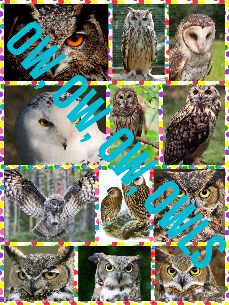 Ow, ow, ow, owls