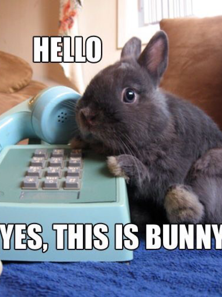 #BunnySpam