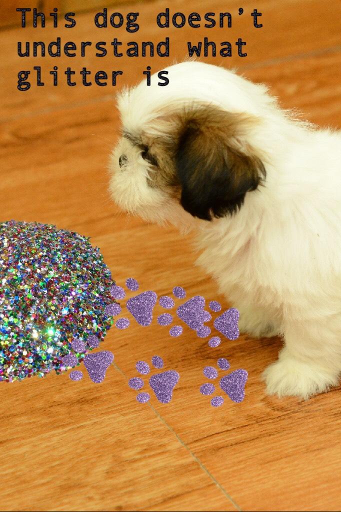 This dog doesn’t understand what glitter is is my new collage