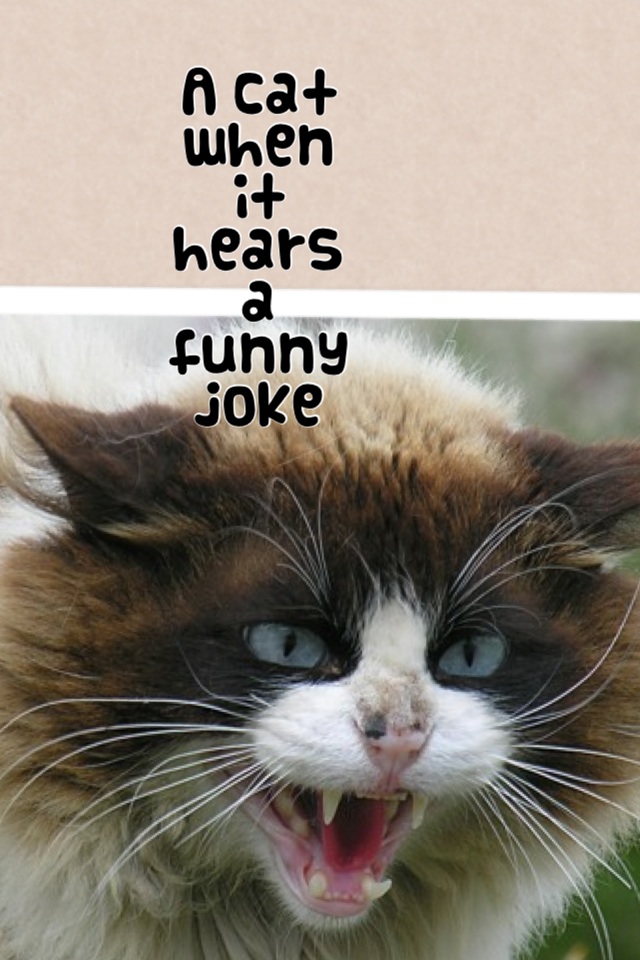 A cat when it hears a funny joke