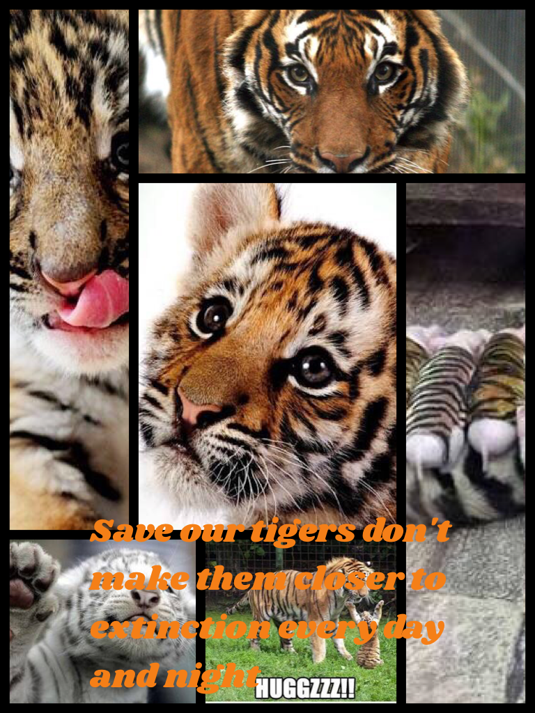 Save our tigers don't make them closer to extinction every day and night 