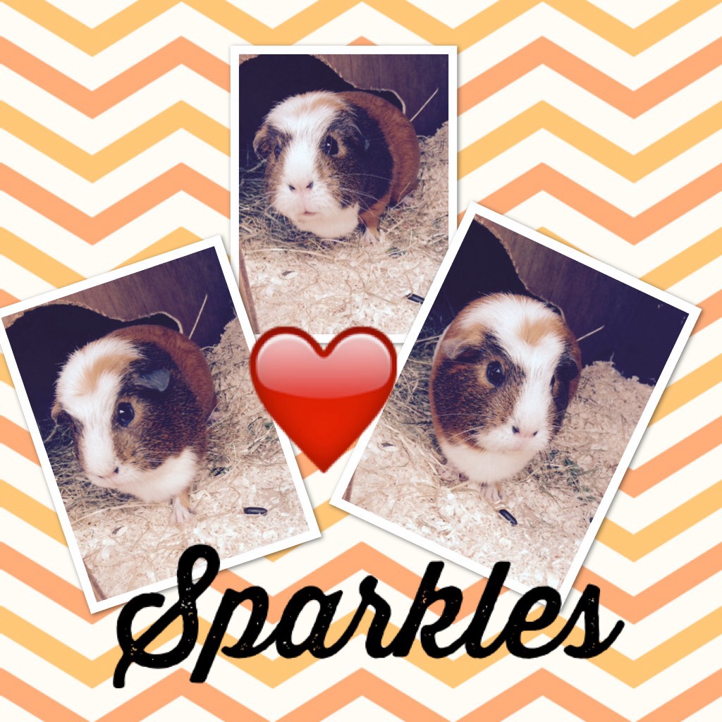 Since lulu died I have had to share sparkles my sisters Guinea pig but I still love lulu.💖
