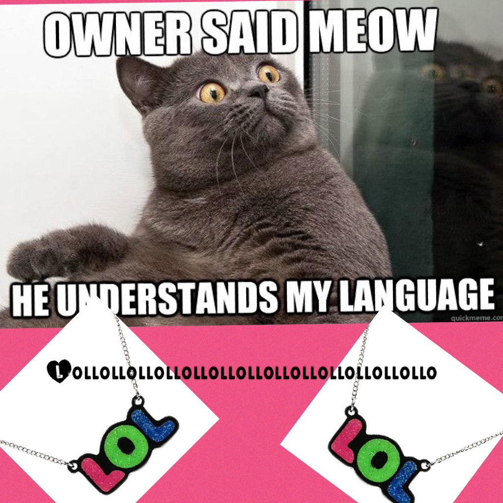 Lollollollollollollollollollollollollollol my owner said meow he understands my language that's so weird 🐈🐱😸