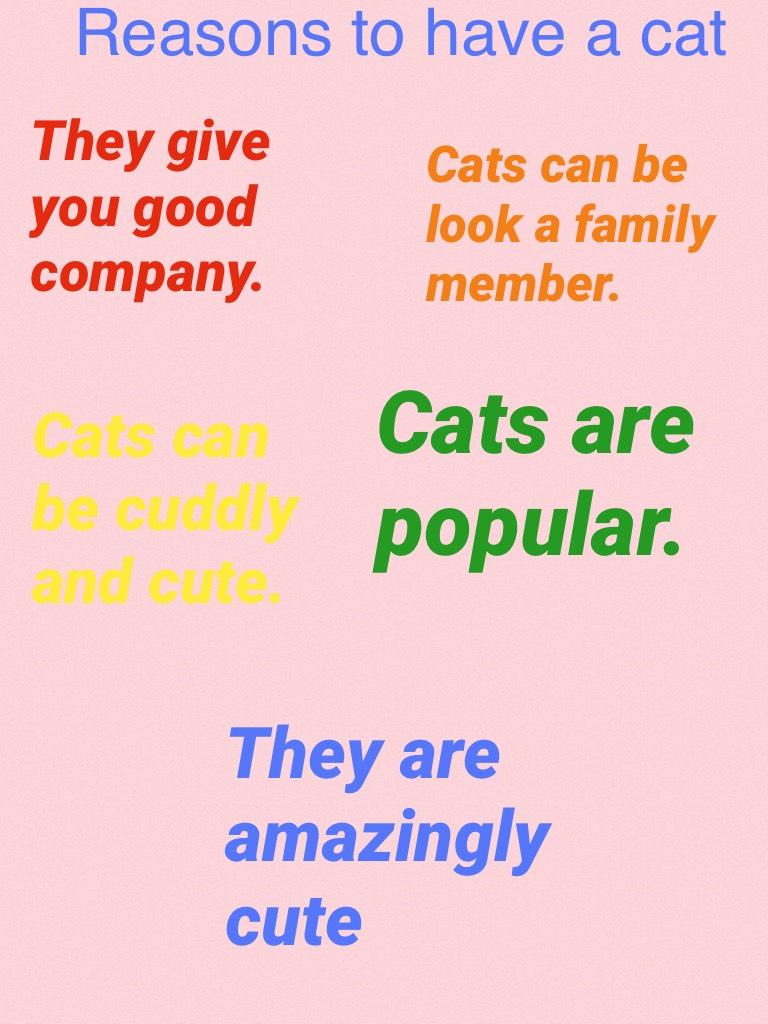 Reasons why you should have a cat