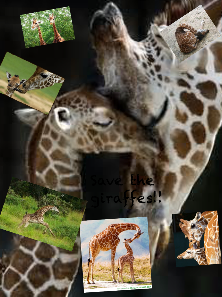 Save the giraffes!!