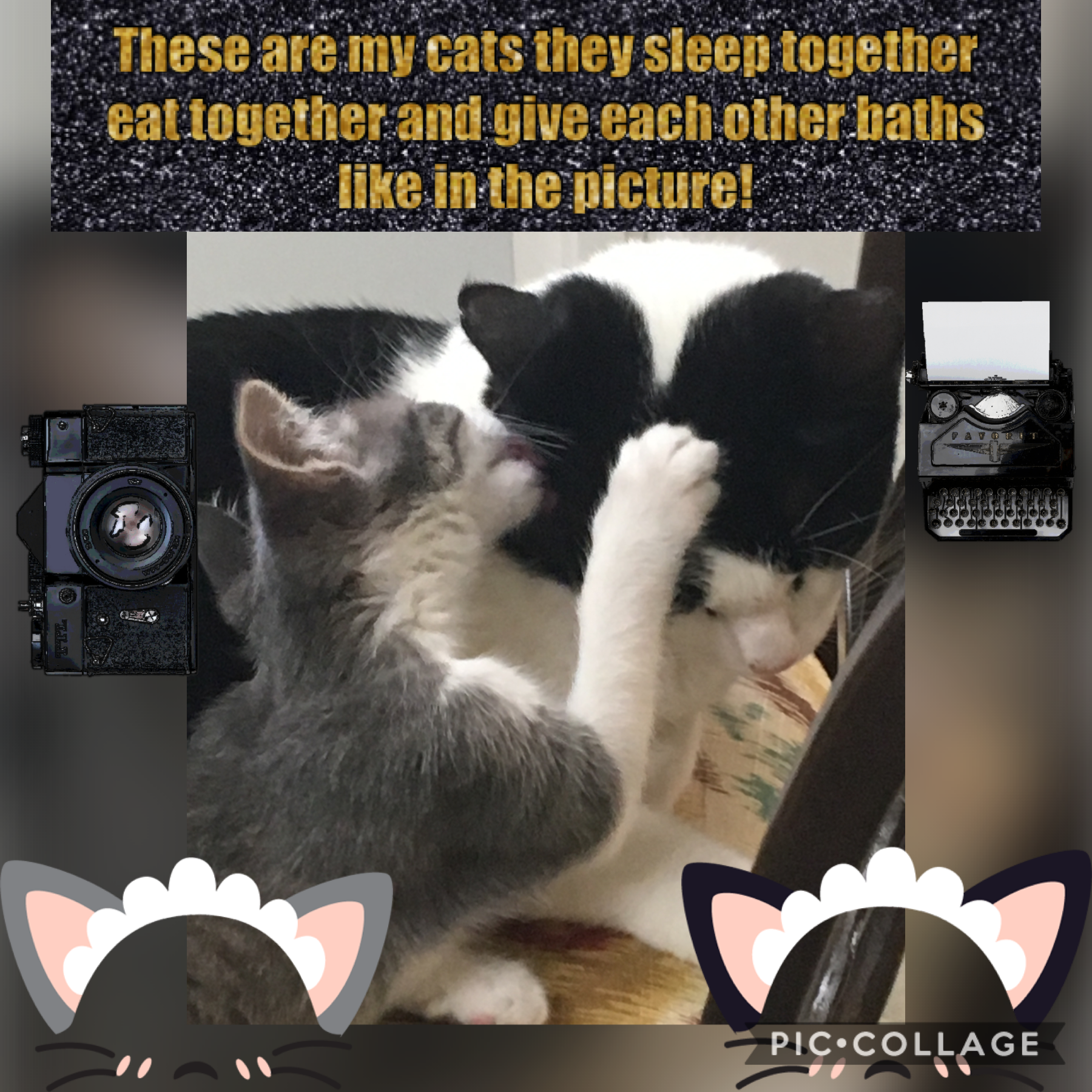 These are my cats!