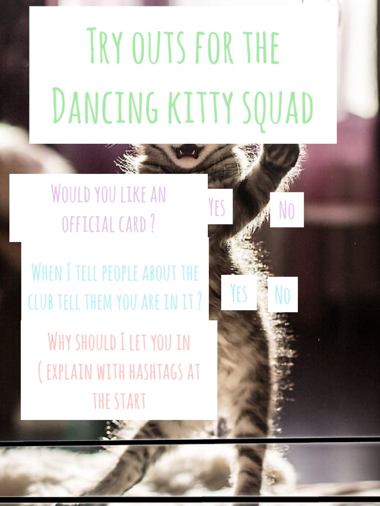 Try outs for the Dancing kitty squad 