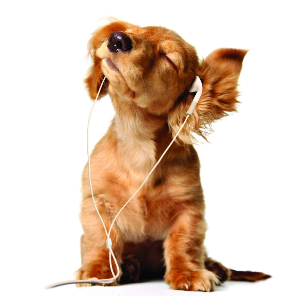 Puppy listening to music 
