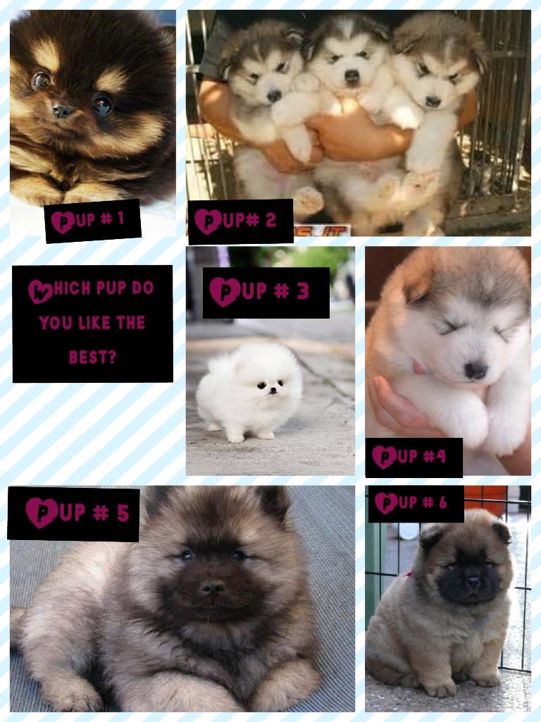 Which pup do you like the best ? Made by A-money22 ( Not on picollage just a friend and first cousin once removed.) , A-money23, and Me .