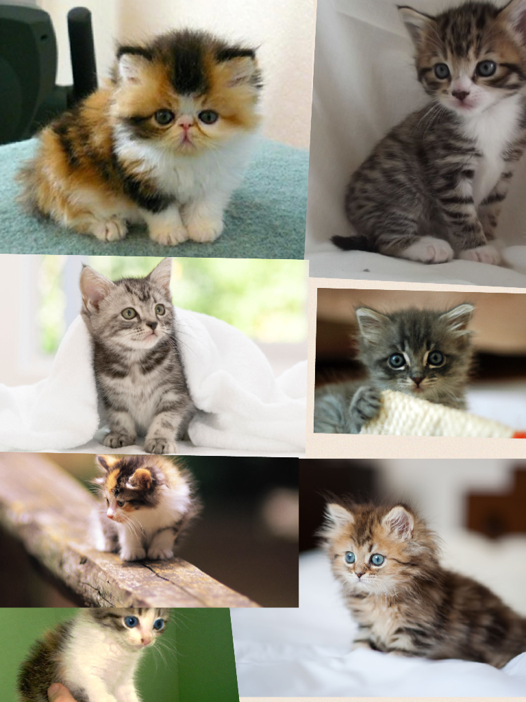 Here's 7 of my kittens
