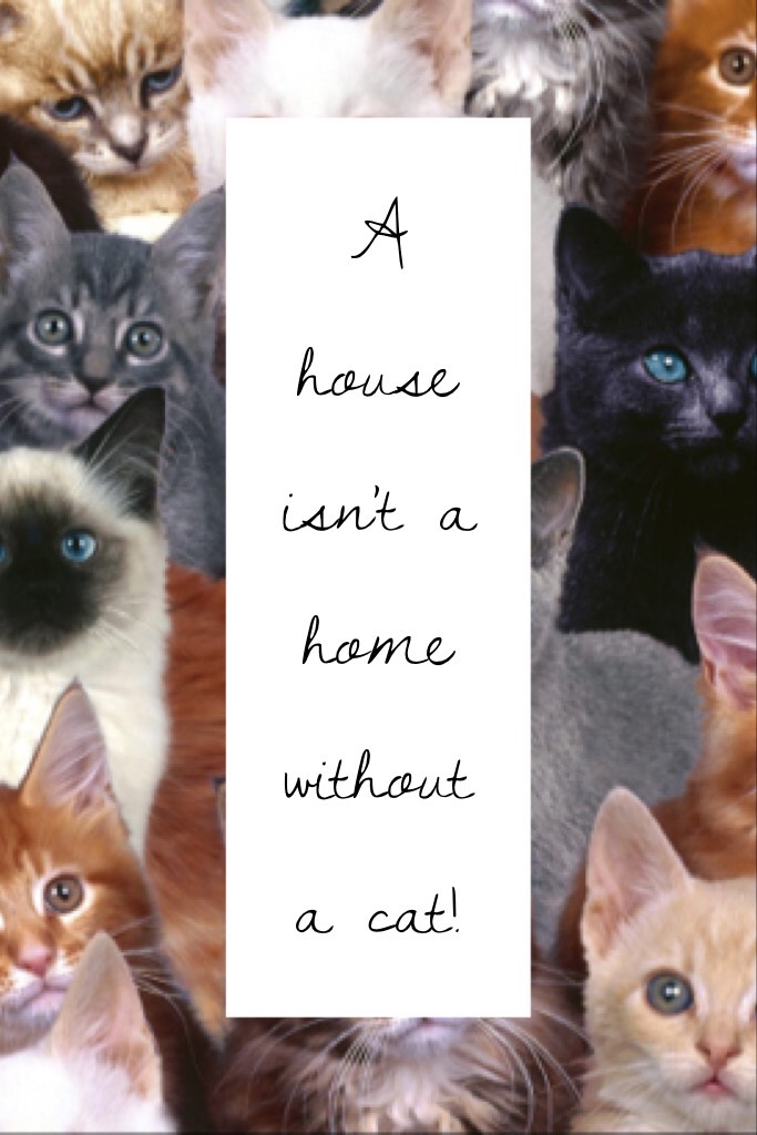 A house isn't a home without a cat! 🐈