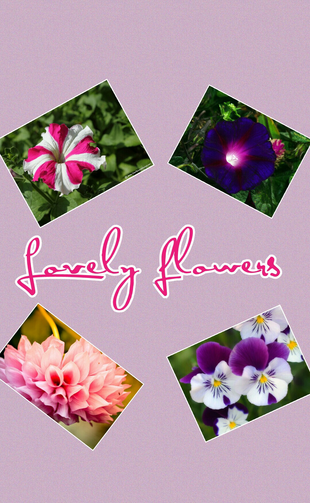 lovely flowers
