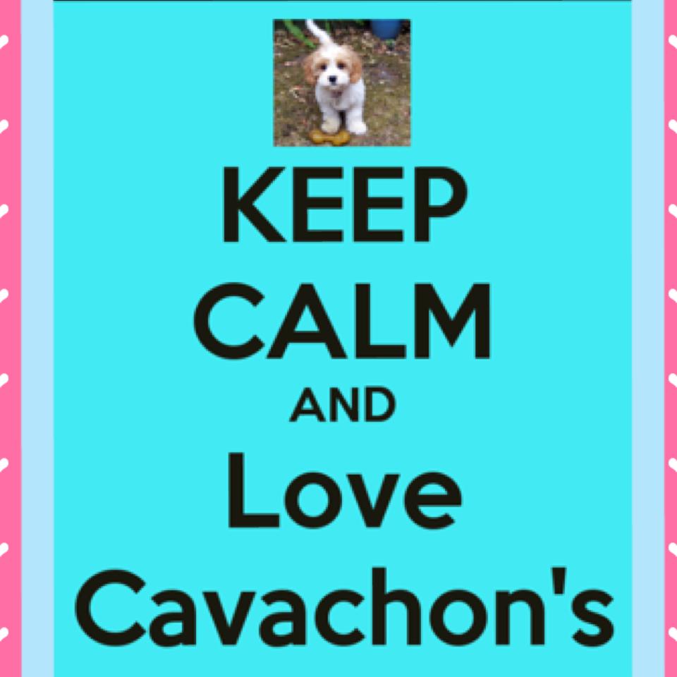 My little puppy's a cavachon 🐶😻😘😍