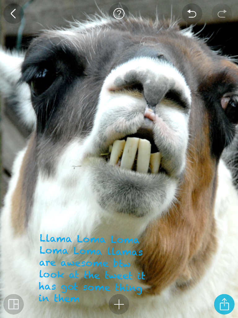 Llama Loma Loma Loma Loma llamas are awesome btw look at the tweet it has got some thing in them