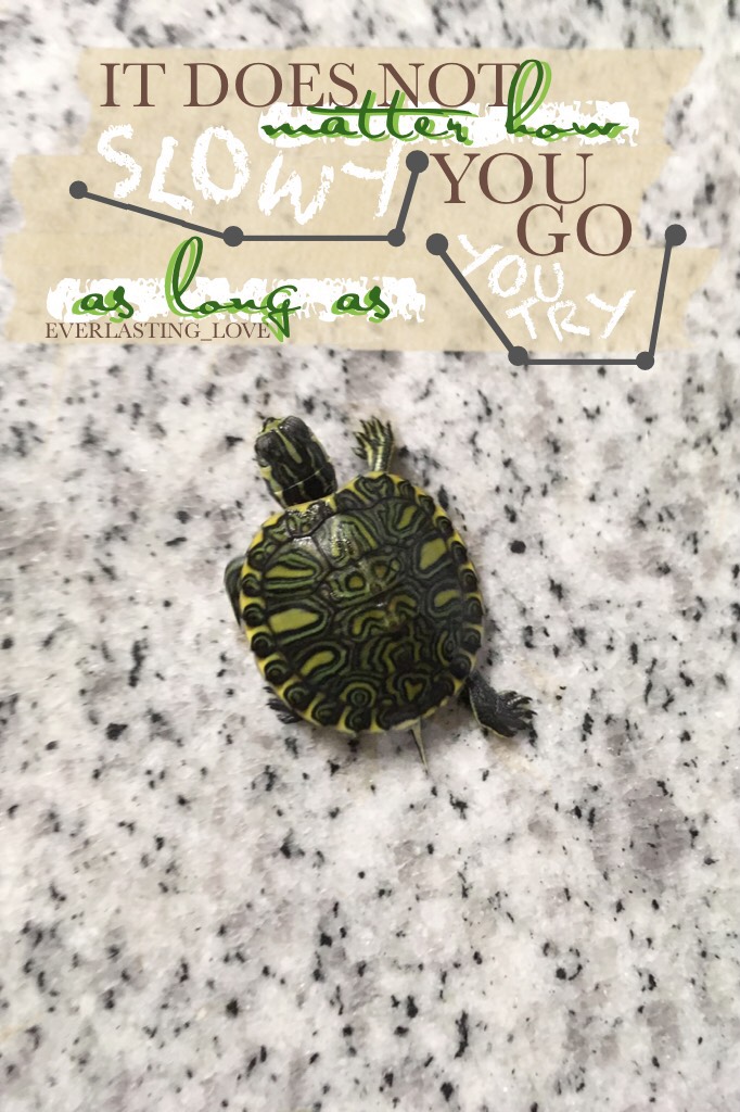 tap!! (For exciting news😁)
I GOT A PET TURTLE!!! This picture is of her ( meaning I took it ) Her name is Tina🌸 HOPEFULLY we will get a second one (male) and name him Tony💞