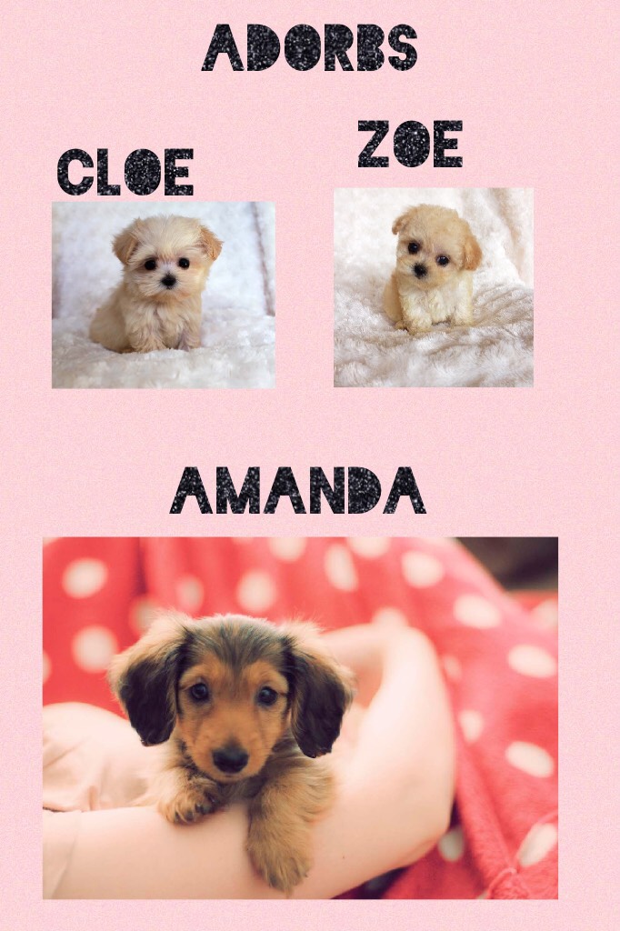 Amanda Cloe and Zoe are new pups