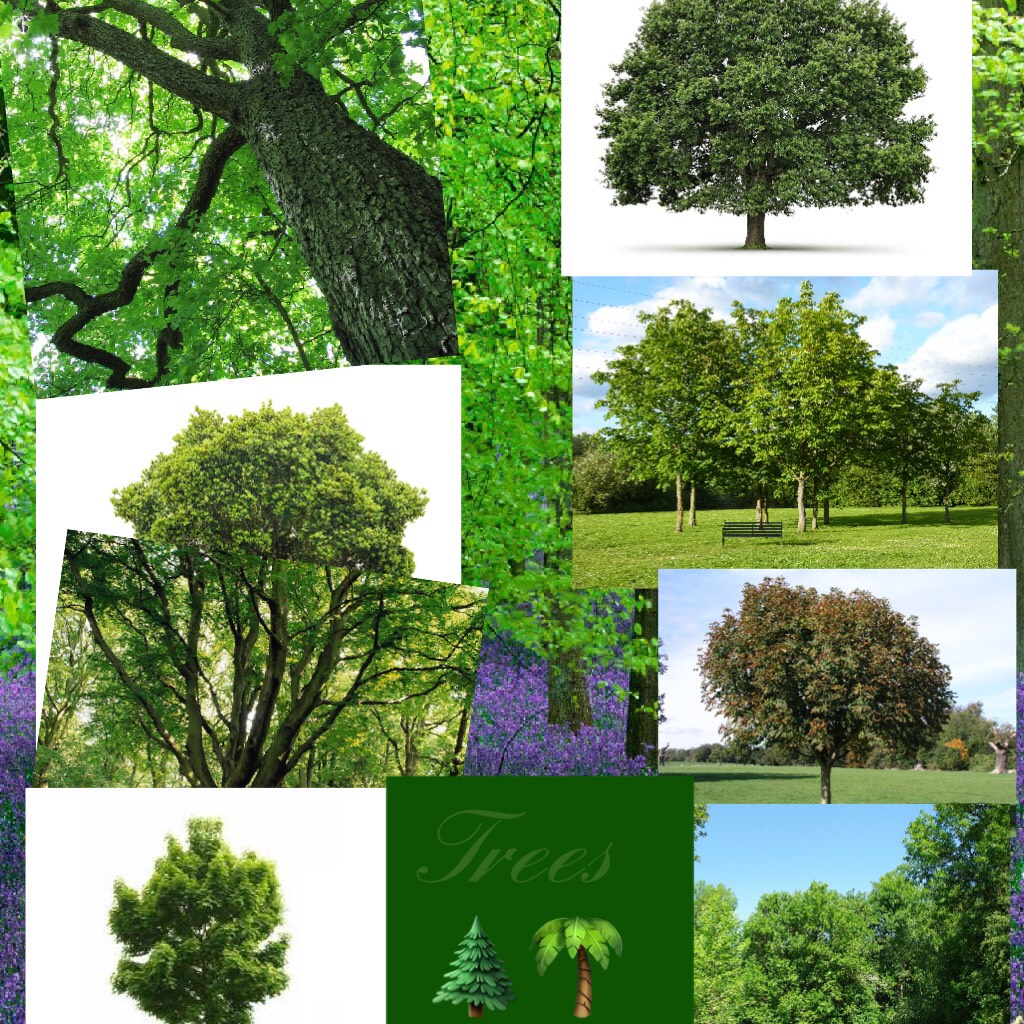 My trees 🌲 