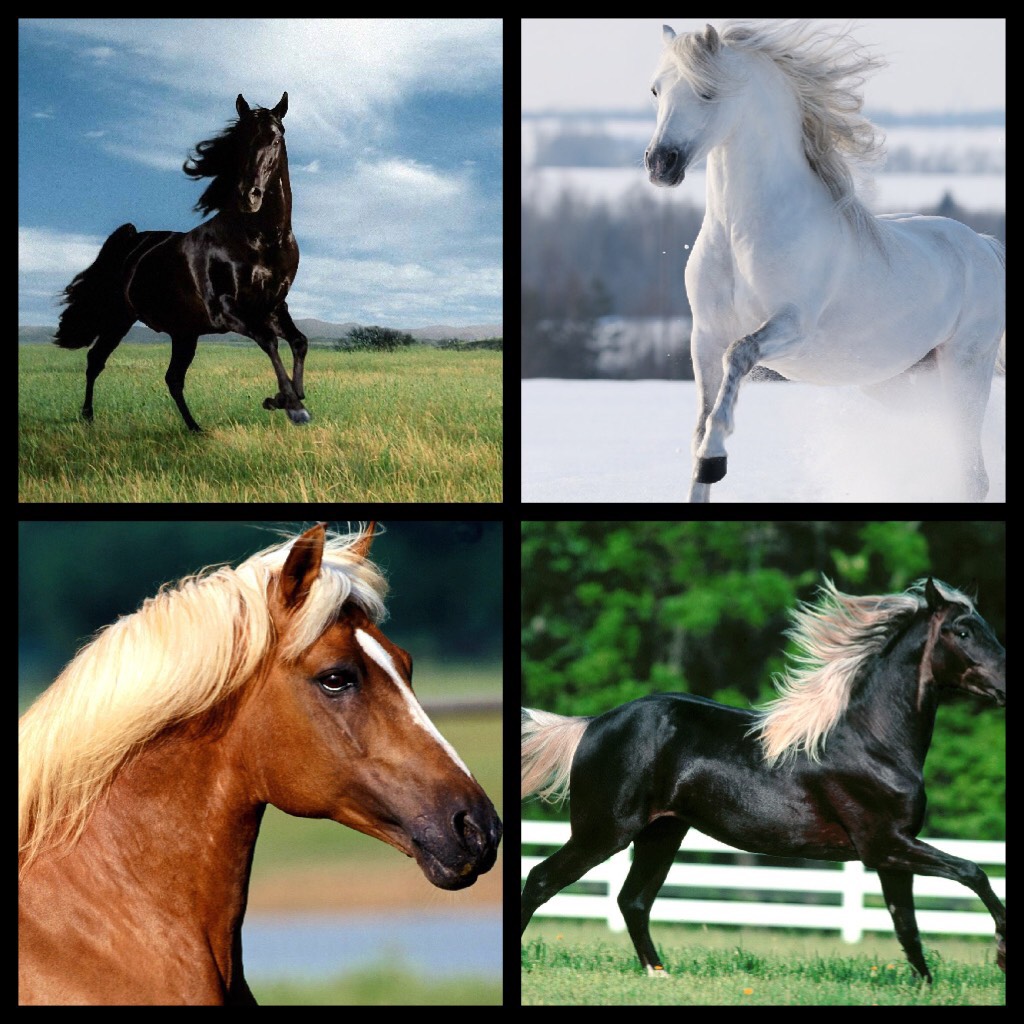 Love horses
