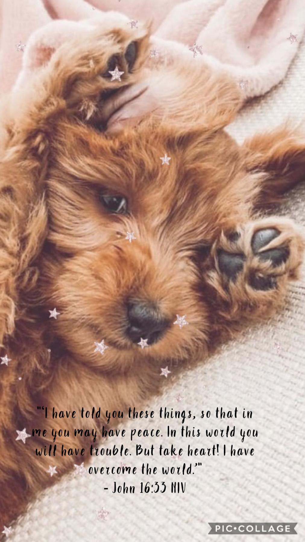 How cute is this dog?? And love this verse! If you have any posts you want me to do let me know in the comments!