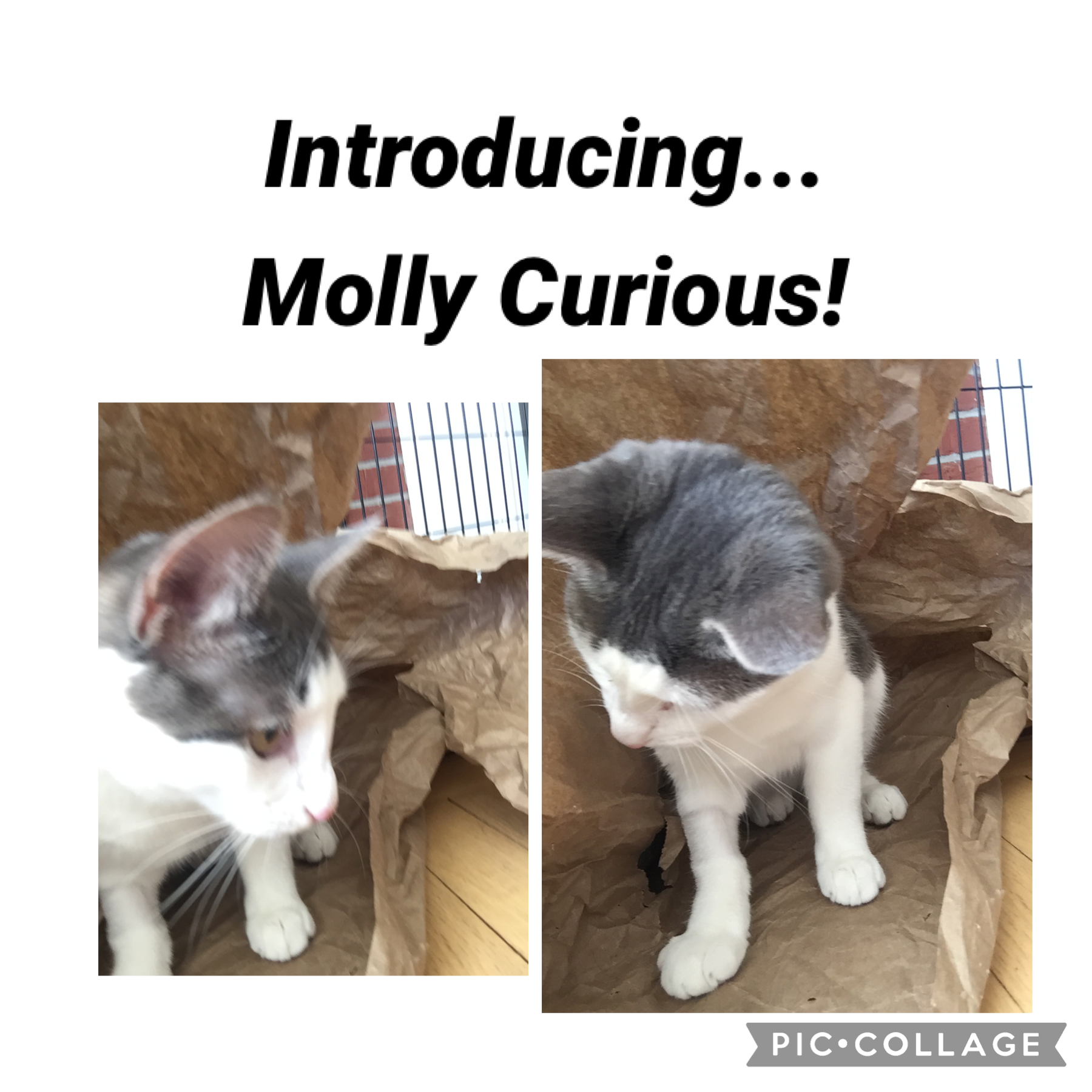 😺Tap😺

Hello! This is Molly! My adorable kitten! I made an account to share her with you! Please don’t get us on any other social app or is on YouTube we are keeping our account for Pic Collage to enjoy! I will post as much as I can, though I’m not active