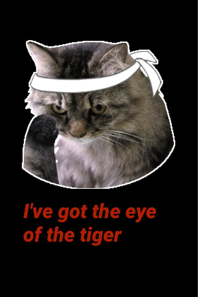 I've got the eye of the tiger 