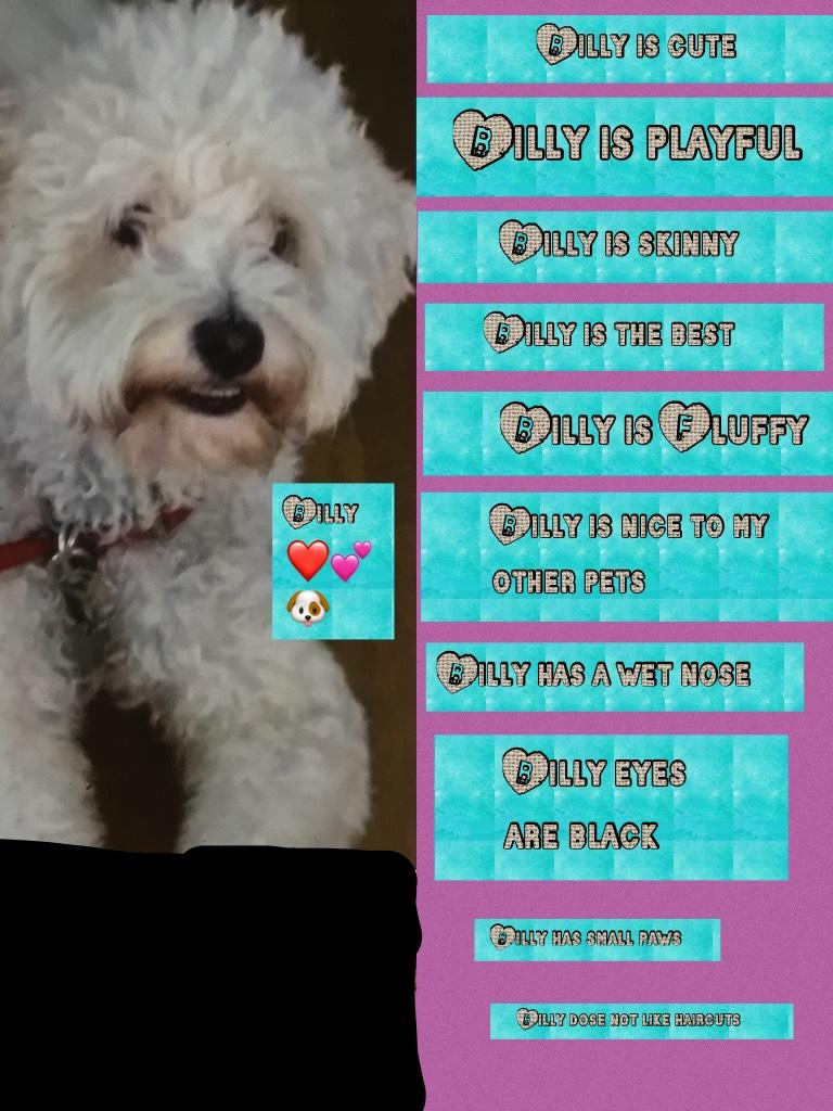 Facts about my puppy