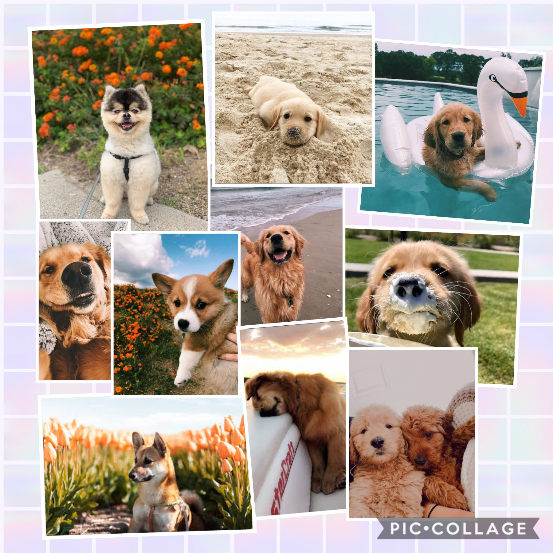 You guys I was just looking at dog images and I found these they are so so cute so I guess you guys know what my favourite animal is (hint🐶) (hint2 woof) 