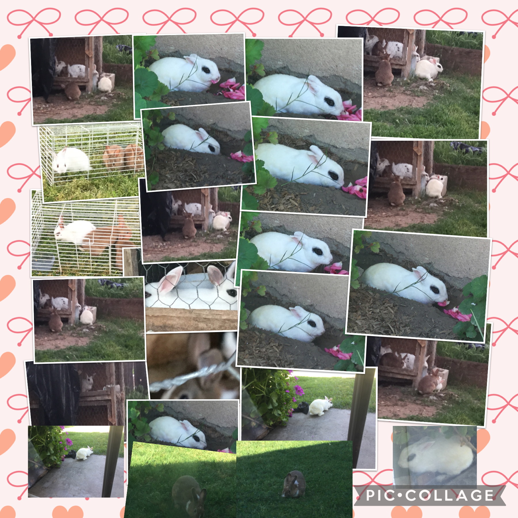 Lots of bunny’s!
