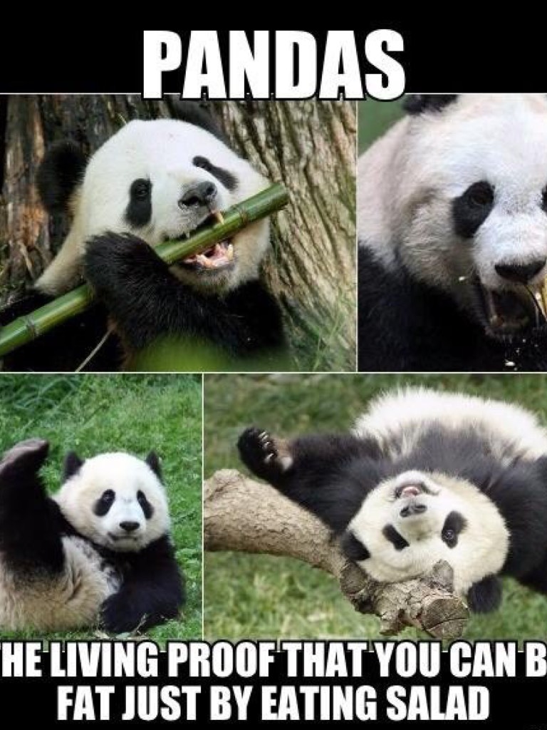Pandas. Proof that you can be fat by just eating salad