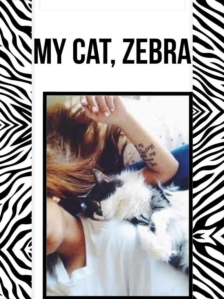 My cat Zebra 