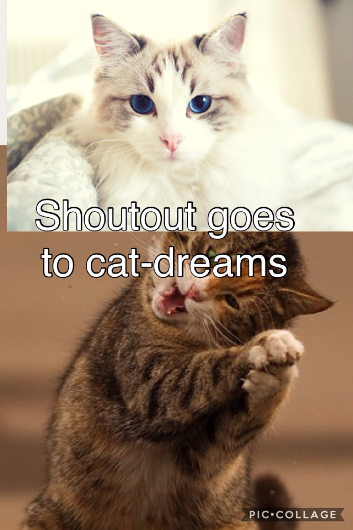 Follow cat-dreams!!!!!!