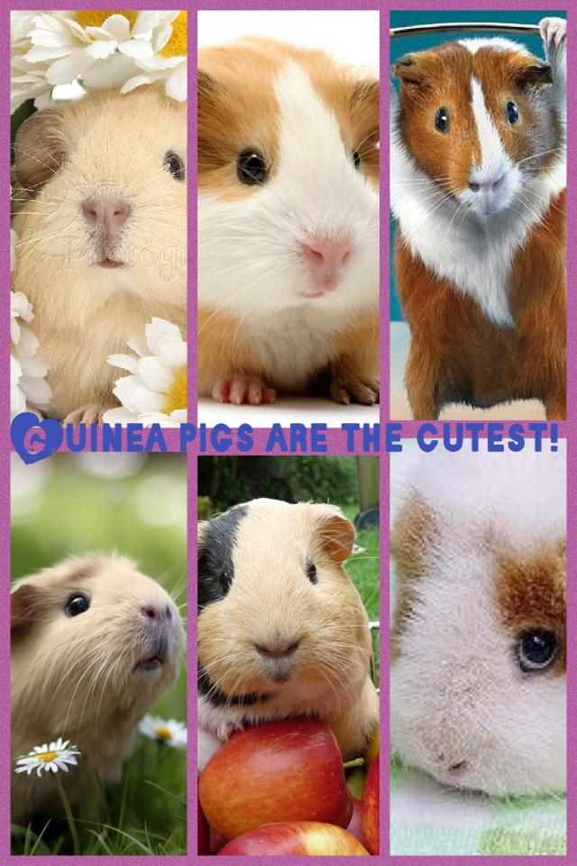 Collage by _guineapiglover_