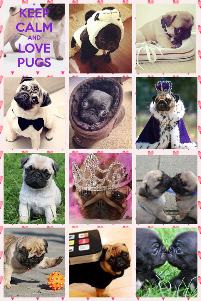 Love pugs !😄🙂😆🐶 Please like and Comment