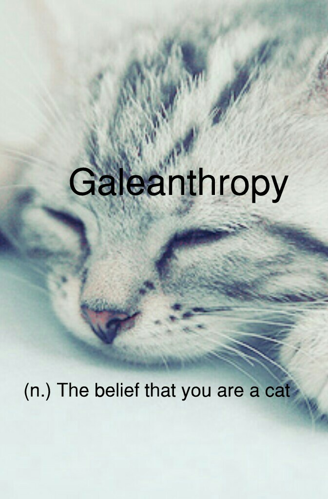 (n.) The belief that you are a cat 