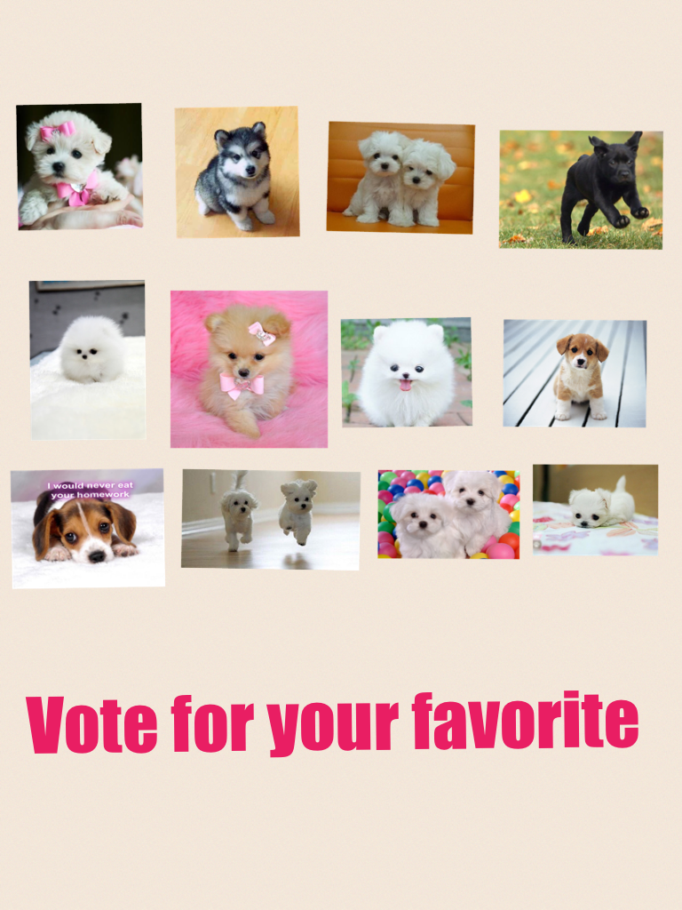 Vote for your favorite 