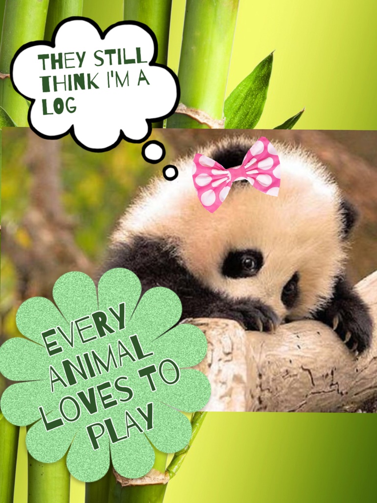 For Anyone Who Loves Pandas