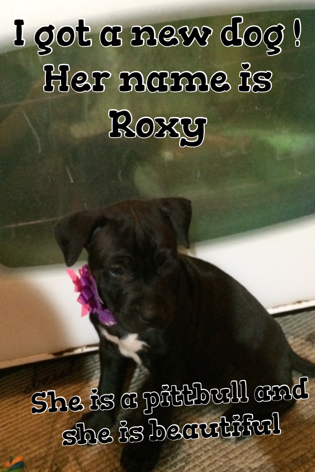 I got a new dog ! Her name is Roxy 