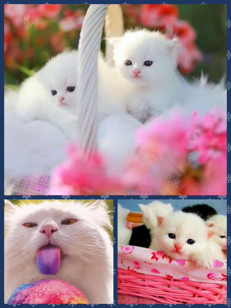 Cutest little cates 🐱