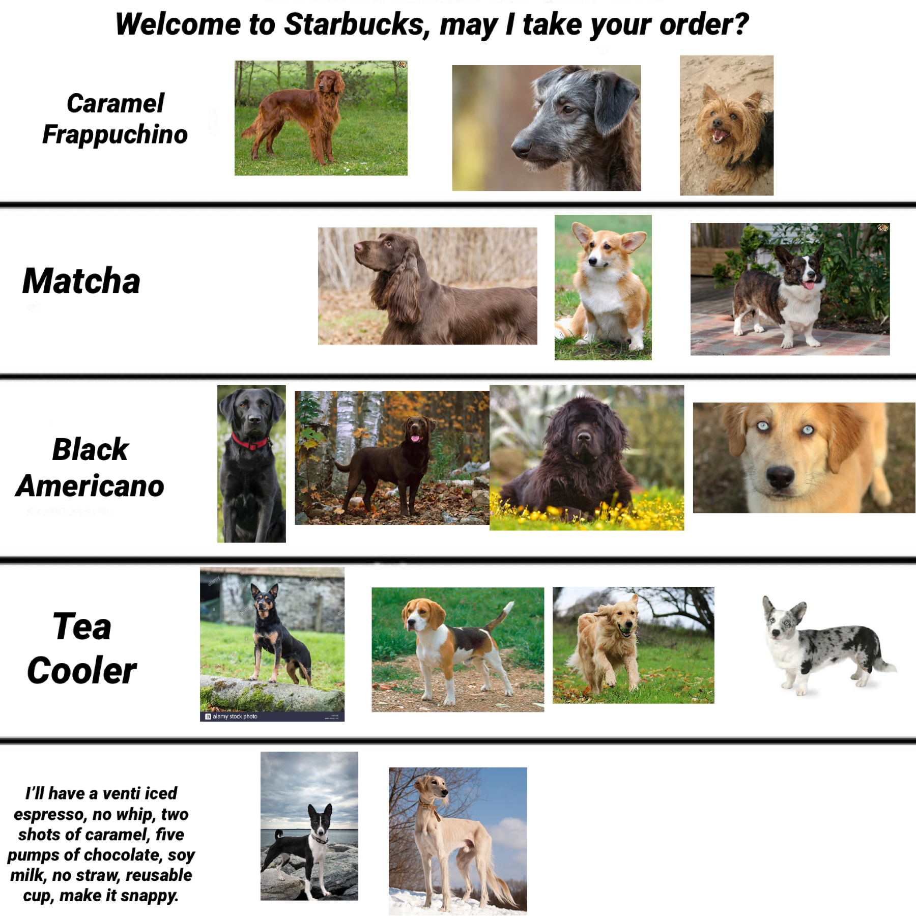 What the Sunrise Dogs would order at Starbucks (if coffee wasn’t poisonous to dogs)