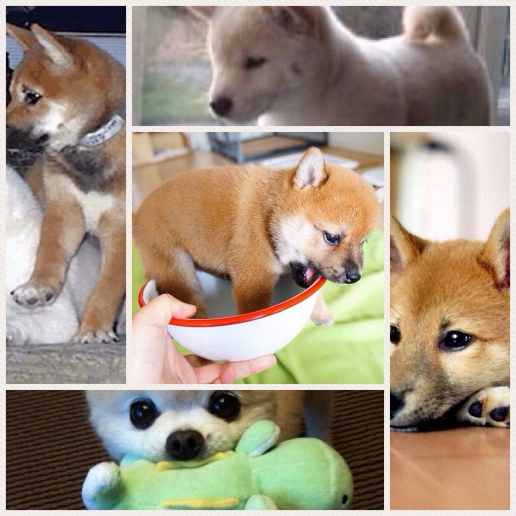 Collage of Shiba Inus 