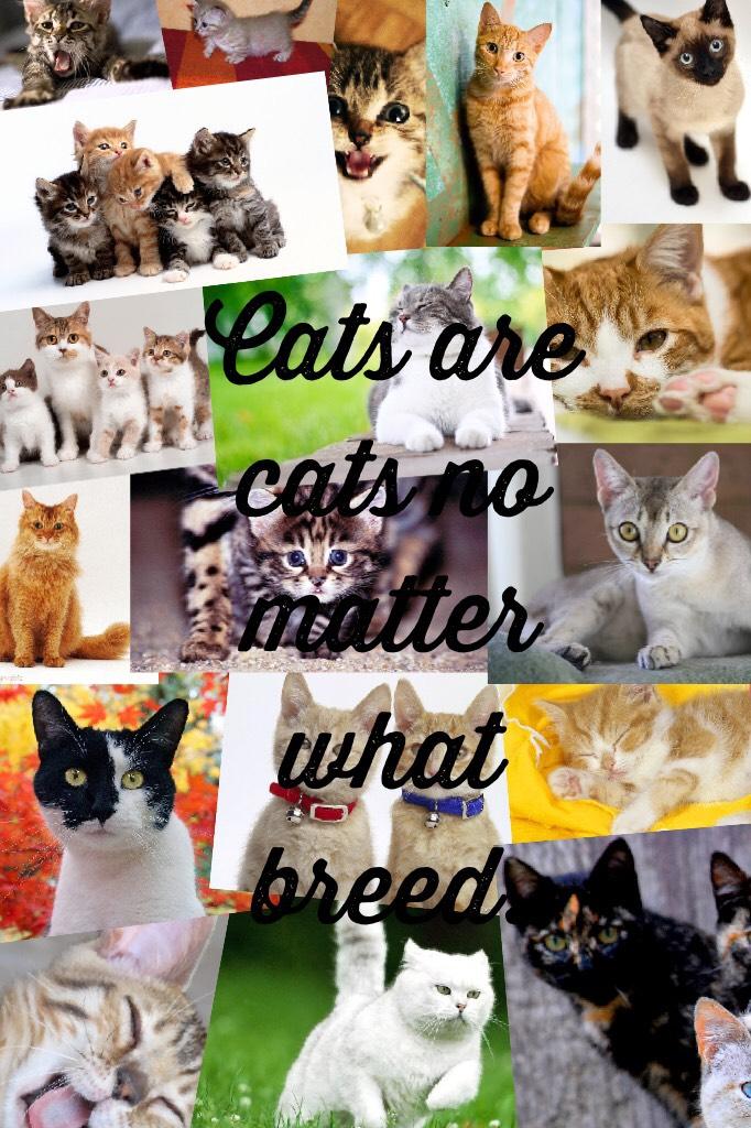 Cats are cats no matter what breed.