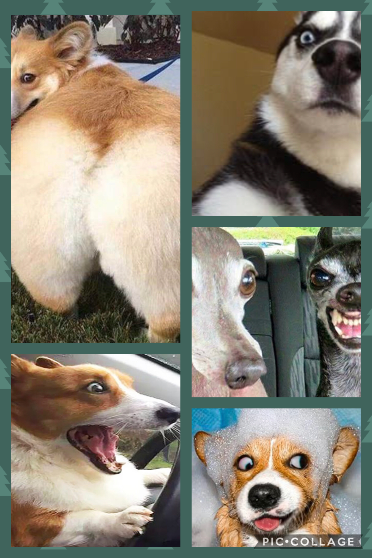 Which dog is the funniest 